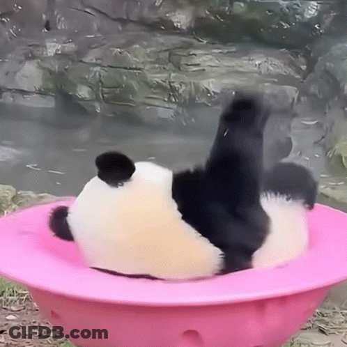 Panda Bear Laying In Pink Bowl GIF