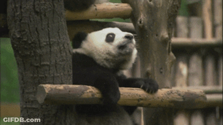 Panda Bear Lazy Climb GIF