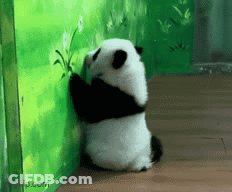 Panda Bear Leaning Against Wall Eating Flower GIF
