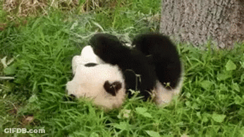Panda Bear Lying Down In Grass GIF