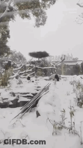 Panda Bear Lying In Snow GIF
