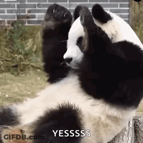 Panda Bear Lying On Back With Paws Up On Stump GIF