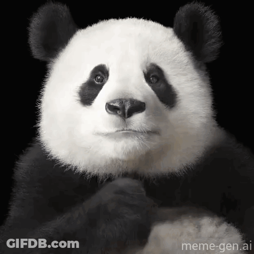 Panda Bear Making Funny Face Paws On Chin GIF