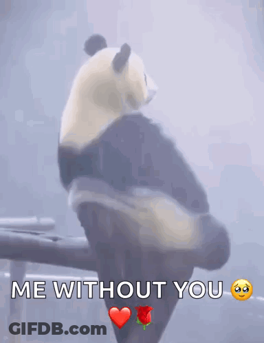Panda Bear On Branch Saying Me Without You GIF