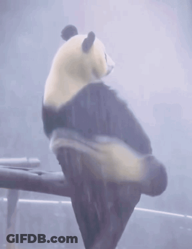 Panda Bear On Tree Branch Looking GIF