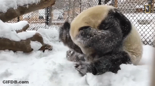 Panda Bear Playing In Snow GIF