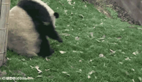 Panda Bear Rolling In Grass GIF