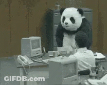Panda Bear Sitting At Desk With Computer GIF