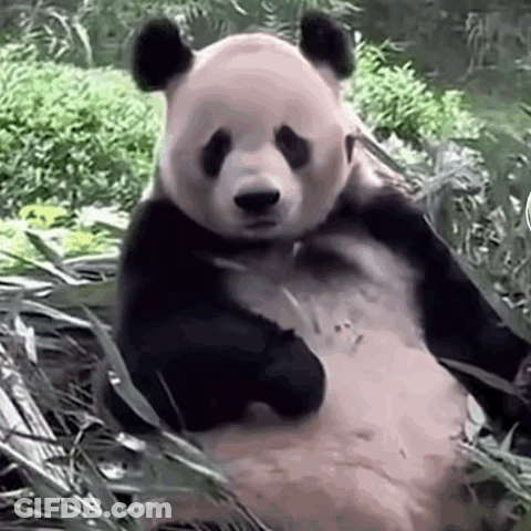 Panda Bear Sitting In Grass Eating Bamboo Leaves GIF