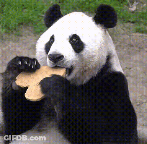 Panda Bear Sitting On Branch Saying Me Without You GIF