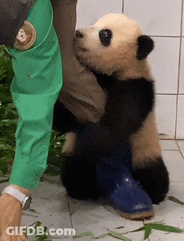Panda Bear Sitting On Person's Knee GIF