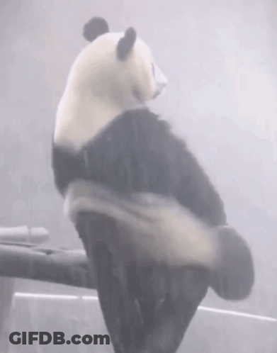Panda Bear Sitting On Railing In Rain GIF