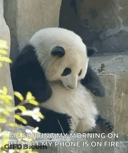 Panda Bear Sitting On Rock Saying Me Sorting My Morning On PTO But My Phone Is On Fire GIF