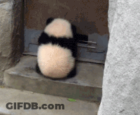 Panda Bear Sitting On Steps Looking Out Window GIF