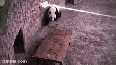 Panda Bear Sitting On Wooden Table GIF