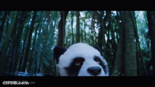 Panda Bear Standing In Bamboo Forest Looking At Camera GIF