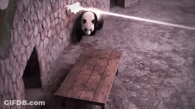 Panda Bear Standing Next To Wooden Table GIF