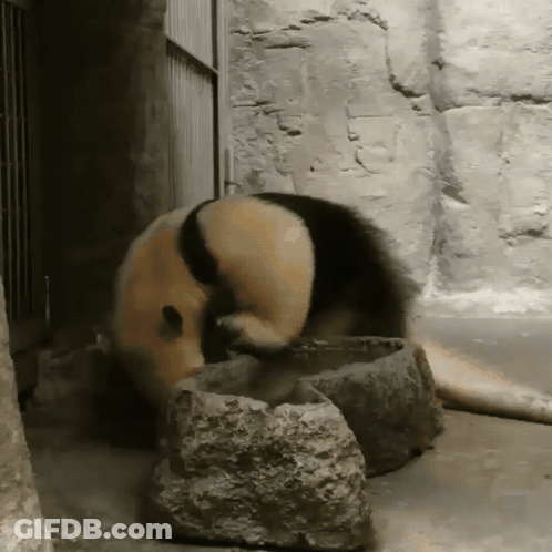 Panda Bear Standing On Hind Legs Beside Rock GIF