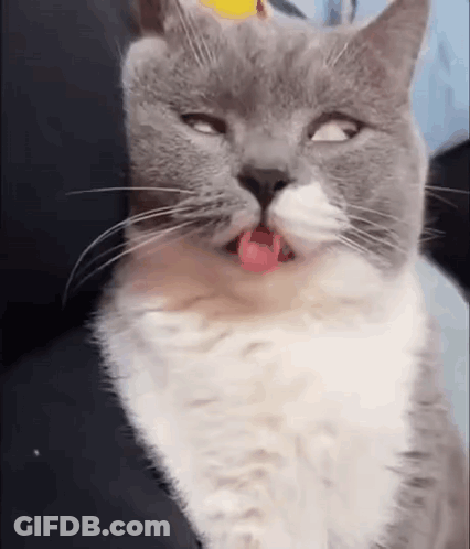 Panda Bear With Sunglasses Crown Saying Appreciate You GIF