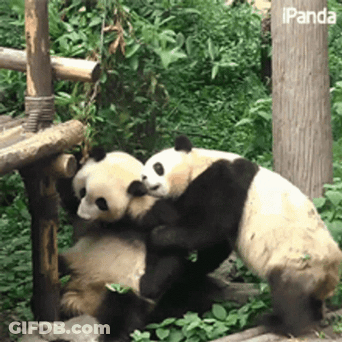 Panda Bears Hug From Behind GIF