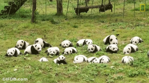 Panda Bears Laying On Grass GIF