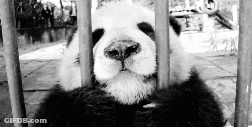 Panda Behind Zoo Bars GIF