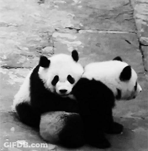 Panda Clingy Love Hug GIF