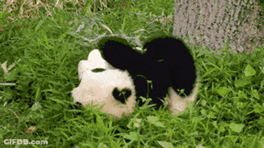 Panda Cub Grass Roll GIF