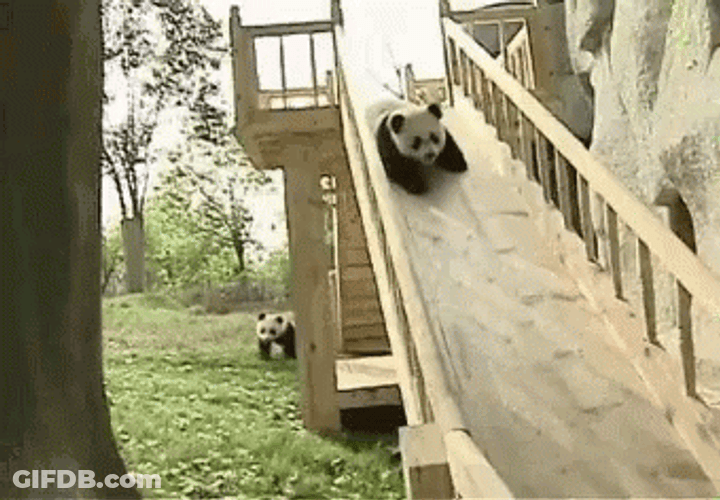 Panda Cub Slide Play GIF