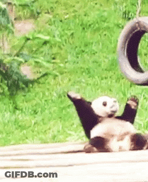 Panda Dancing Animal GIF