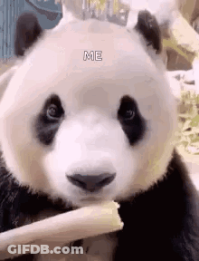 Panda Eating Food With Chopstick GIF