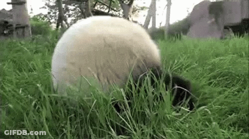 Panda Eating Grass GIF