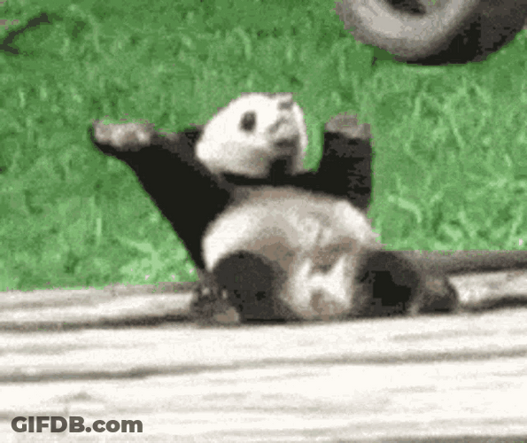 Panda Funny Dance Moves GIF