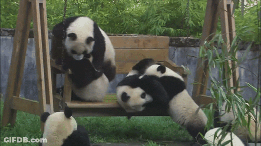 Panda Garden Swing Fight GIF