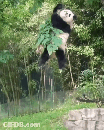 Panda Hanging From Tree Branch GIF