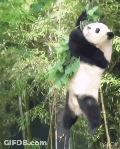 Panda Hanging Upside Down From Bamboo GIF
