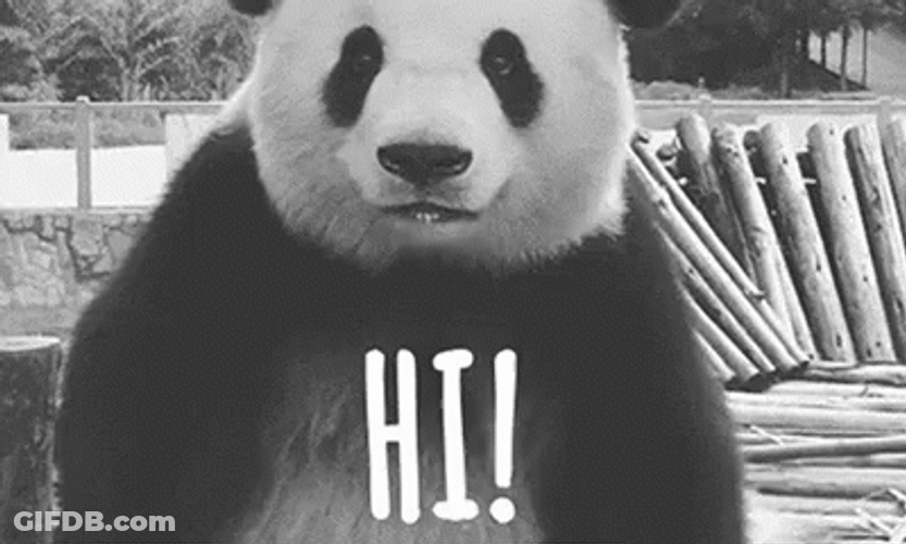 Panda Hi Funny Greeting GIF