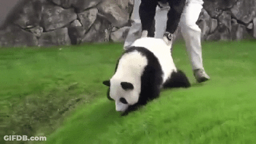 Panda Hill Funny Drag GIF