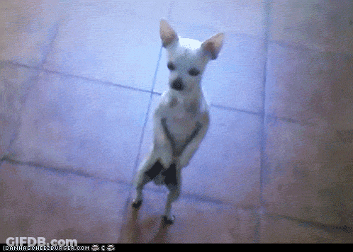 Panda Holding Hooray Sign GIF