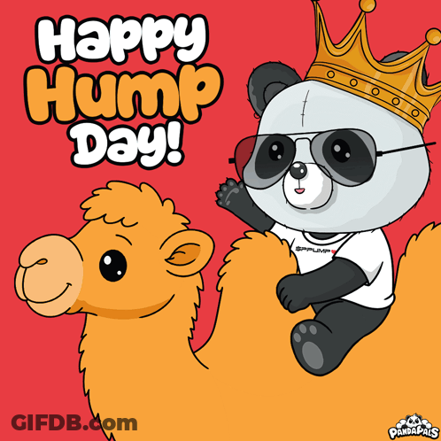 Panda In Sunglasses And Crown Riding Camel Happy Hump Day GIF