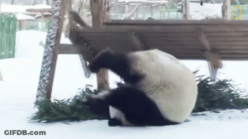 Panda Laying On Back In Snow Eating Grass GIF