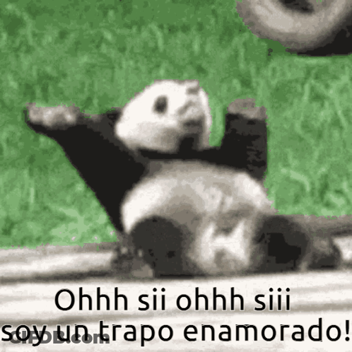 Panda Laying On Back Ohh Sii Ohh Siii Soy Un Trapo Enamorado GIF