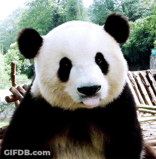 Panda Licking Lips GIF