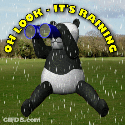 Panda Looking Through Binoculars In Rain Saying Oh Look It's Raining GIF