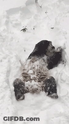 Panda Lying On Back In Snow GIF