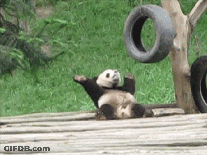 Panda Make Me Want To Scratch His Back GIF