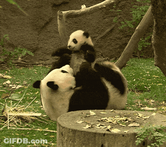 Panda Parent Baby Play GIF