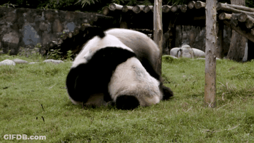 Panda Pinned Cute Wrestling GIF