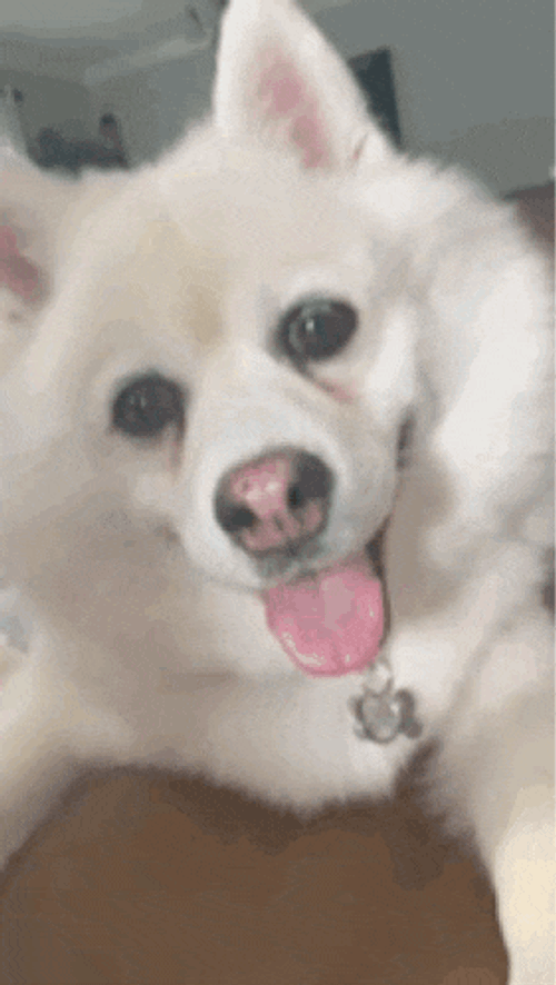 Panda Pomsky GIF