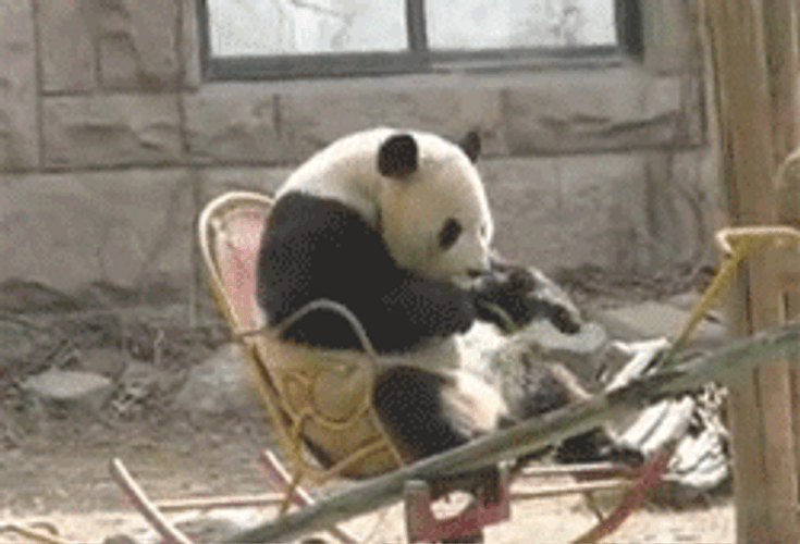Panda Rocking Chair Chill GIF